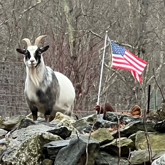 thecoatgoat